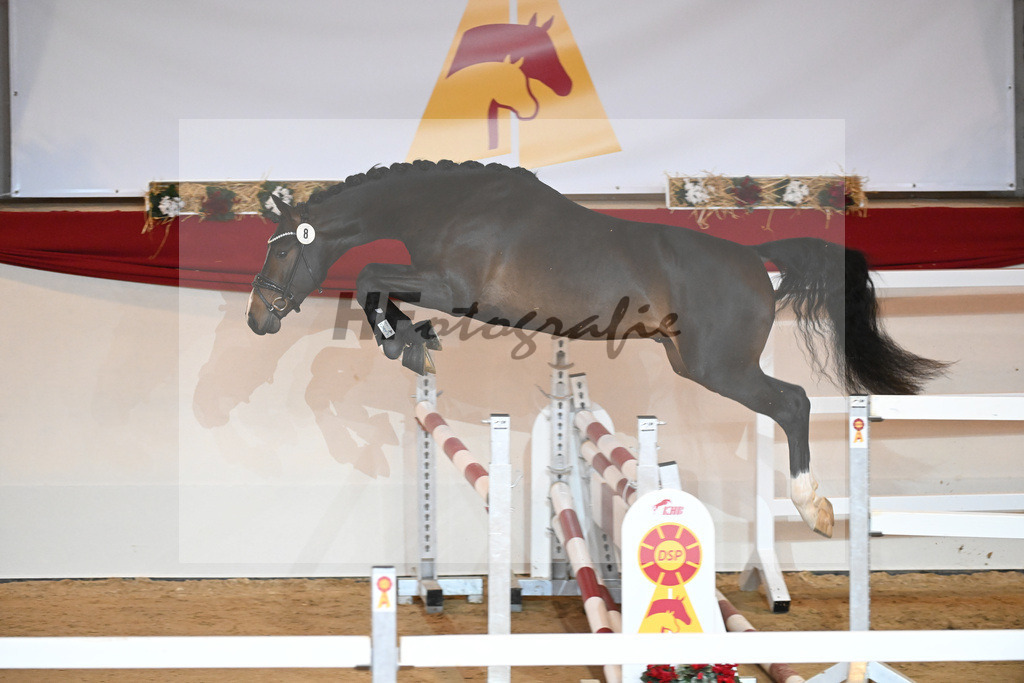 Kat-Nr. 8 Chaccos Son II_Schulze Averdiek_1230740 | hf-fotografie - Realisiert mit Pictrs.com
