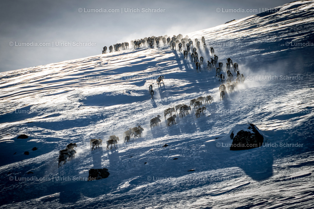 Bild 1 - Rentiere im Fjell - Norwegen | limitierte Auflage: 25 Stück, noch 24 verfügbar - Realisiert mit Pictrs.com