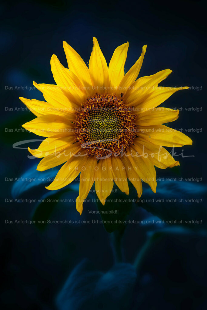 Wandbild Sonnenblume | People- und Tierfotografie, Imageaufnahmen, Veranstaltungsfotografie und Wandbilder aus der Natur ★ Made in Germany ✔️ Druck + Downloads ✔️ Naturfotografie in Top Qualität ★ schneller Versand, weltweite Lieferung! - Realisiert mit Pictrs.com