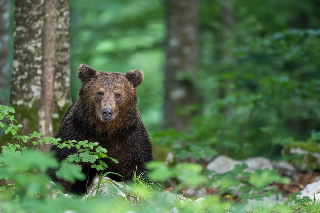 _DSC4630-Verbessert-RR | Ich fotografiere aus Leidenschaft auf meinen Reisen und im Rhein- / Ruhrgebiet , Landschaften, Tiere und Porträts. 

Kaufen Sie die Bilder (u.a. Venedig, Südtirol, Galapagos, Düsseldorf, Indien, Blumen etc.) in einer geschützten Galerie bequem online. - Realisiert mit Pictrs.com