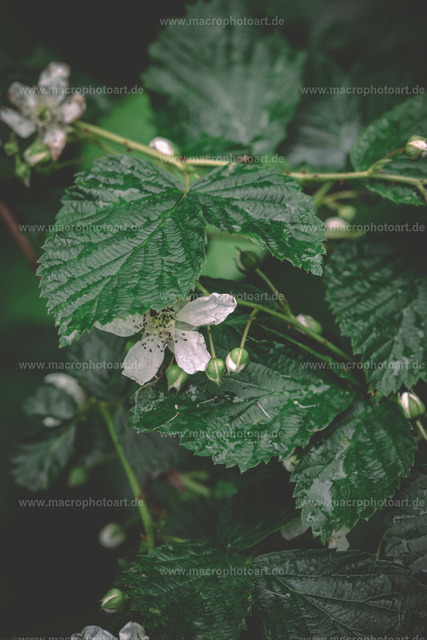 Brombeere | Vom Regen nass gewordene Blätter und Blüte einer Brombeere - Realisiert mit Pictrs.com