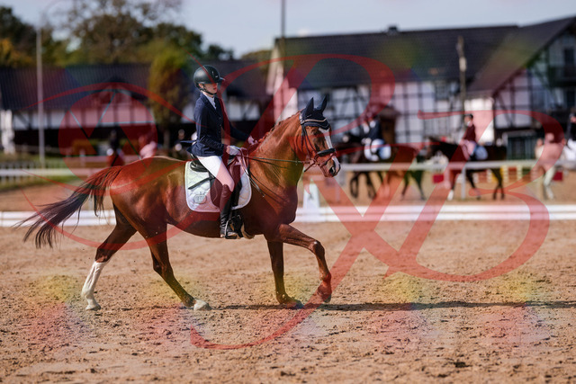 2026_10_03_Siefer-Hof_123759_Z81_34835624 | Professionelle Reitsport-, Turnier- und Eventfotografie von Robert Broda. Galerien mit ausgewählten und bearbeiteten Bildern direkt online ansehen und bestellen.