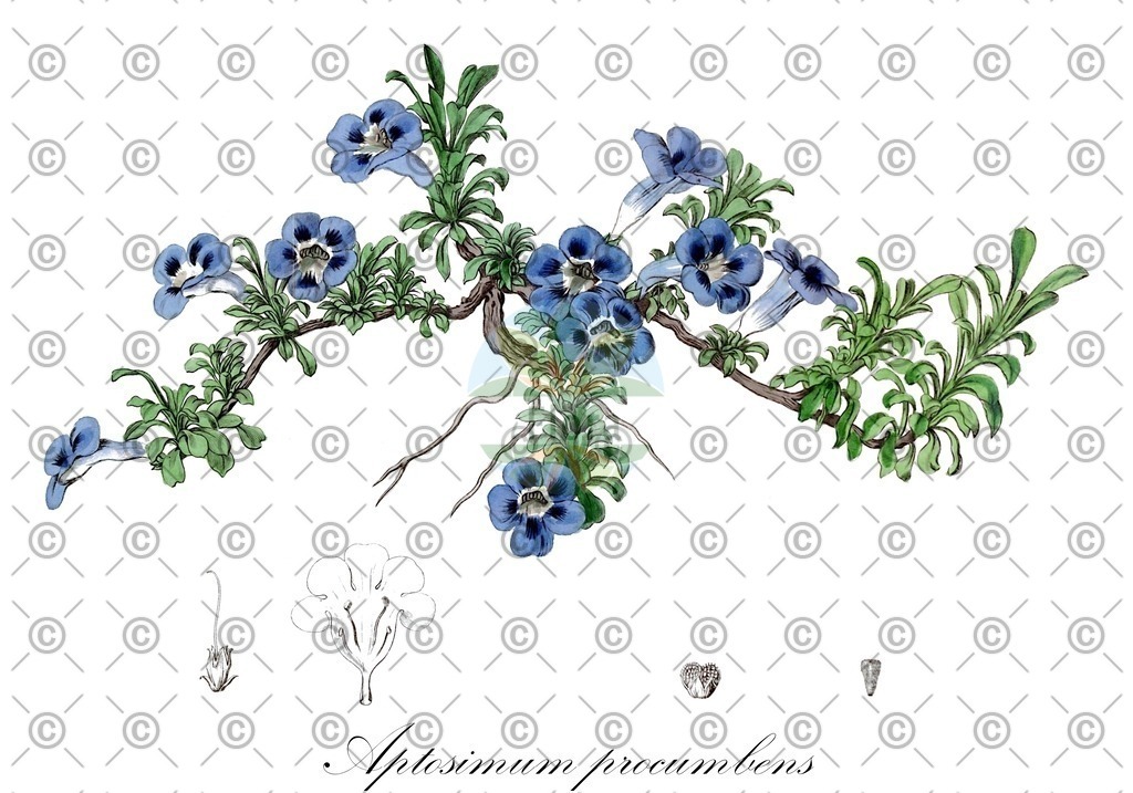 HistAbb_wfo-0001192088_1_ENZY_Simple | Historische Abbildung von Aptosimum procumbens - Scrophulariaceae | Historical Illustration of Aptosimum procumbens - Scrophulariaceae