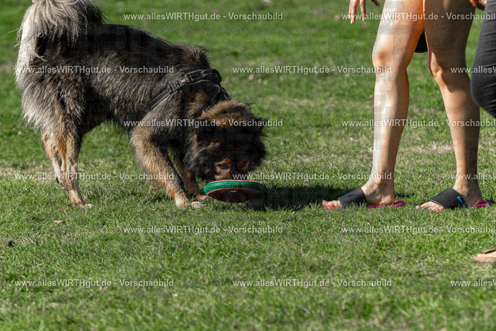 Hundeschwimmen_Volksbad_2026-allesWIRTHgut_Tierfotografie-2609061552-FAY07326 | Professionelle Tierfotografie in Mönchengladbach von Daniel Wirth (allesWIRTHgut). Liebevolle & natürliche Bilder von Hunden & Katzen für unvergessliche Erinnerungen.
