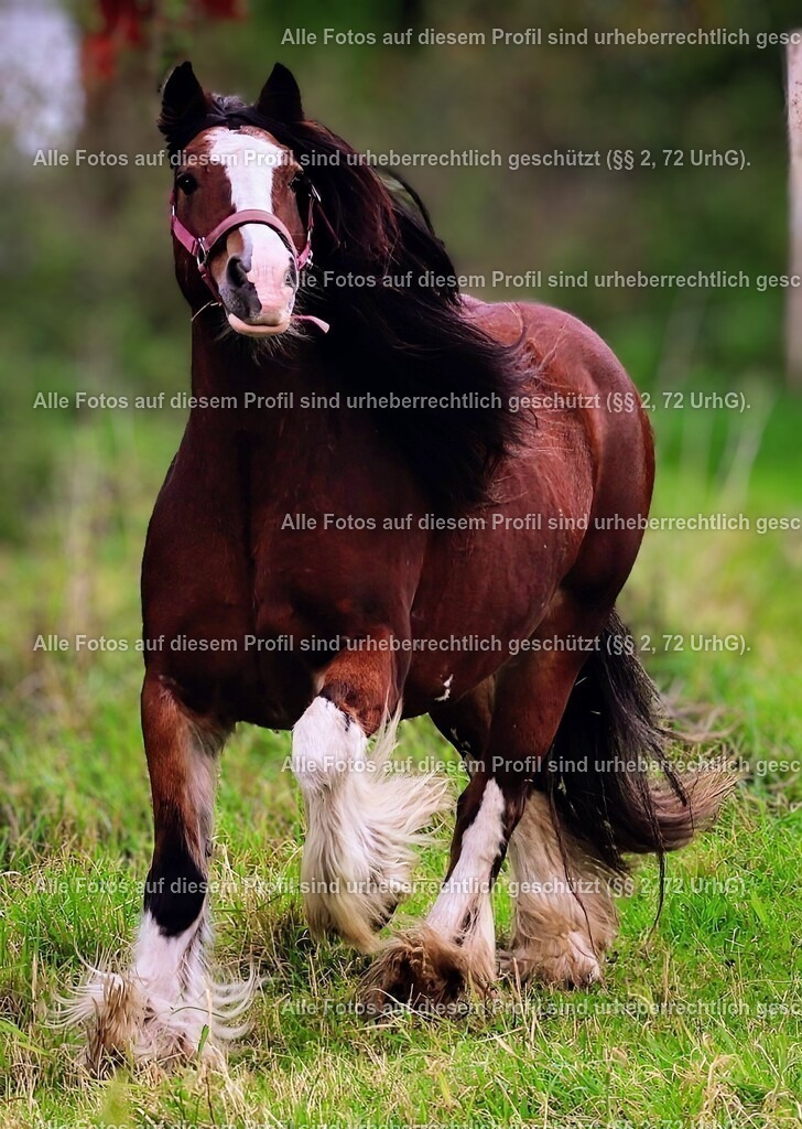 1P5A1178_8 | krollfotografie - Realisiert mit Pictrs.com