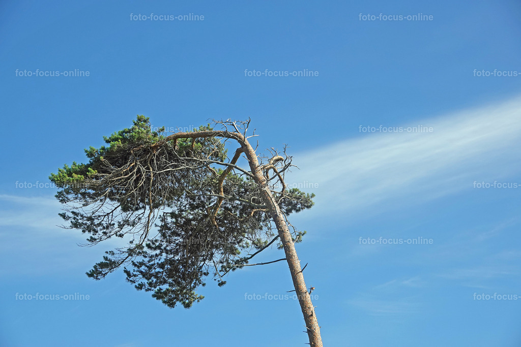 Windswept tree | wind escaper tree on sunny afternoon