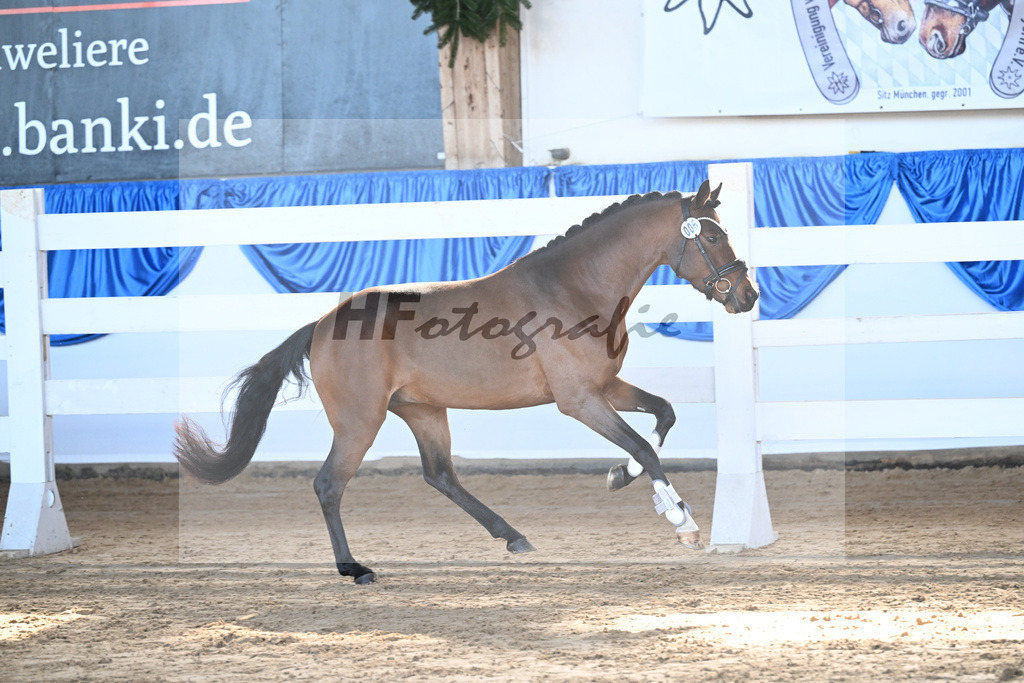 Kat-Nr. 6 Zamperl v. Zeus_Dobner_9260163 | hf-fotografie - Realisiert mit Pictrs.com