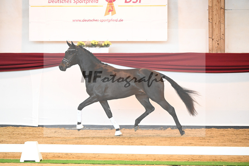 Kat-Nr. 40 v. Lord Europe_Bergmann_66221880 | hf-fotografie - Realisiert mit Pictrs.com