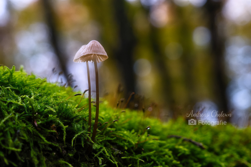 Weißer Schirmling auf grünem Moos | Der Onlineshop für malerische Fotografien aus dem Landkreis Vechta✅ Premium Druck auf Leinwand✅ Acryl✅ oder Alu-Dibond✅➤Jetzt Bestellen! - Realisiert mit Pictrs.com