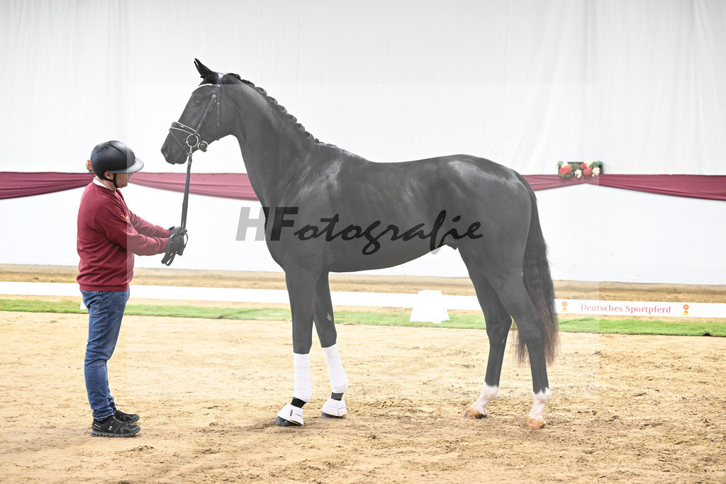 Kat-Nr. 65 Zalando x Fuerstenball_Gestuet Dobel_47252444 | hf-fotografie - Realisiert mit Pictrs.com