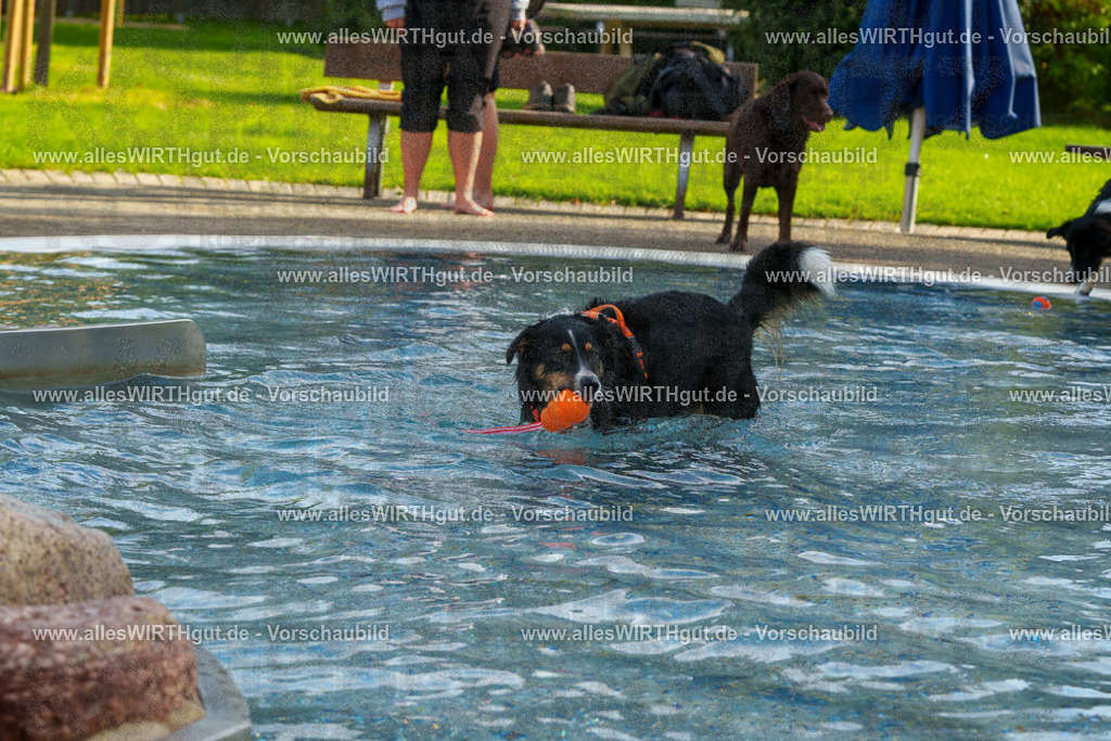 Hundeschwimmen_Grefrath_2026-allesWIRTHgut_Tierfotografie-09_55-FAY07859 | Professionelle Tierfotografie in Mönchengladbach von Daniel Wirth (allesWIRTHgut). Liebevolle & natürliche Bilder von Hunden & Katzen für unvergessliche Erinnerungen.