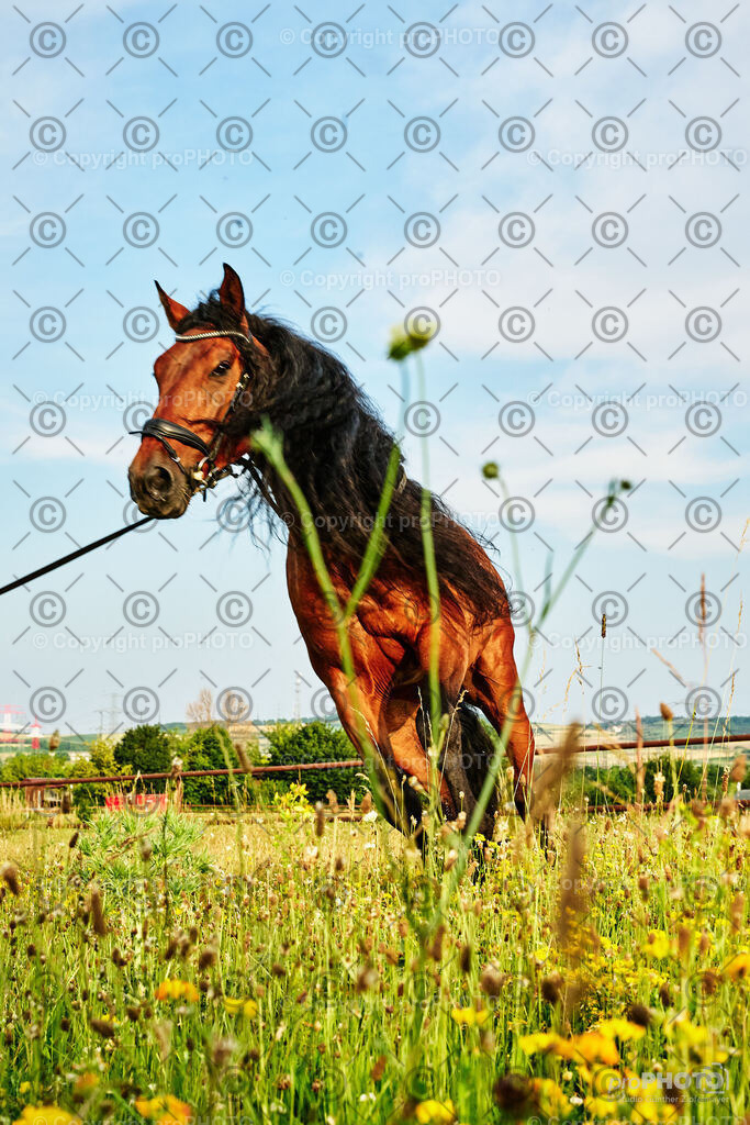 257_202406_Nicki-Herodes_NZ9_0146 | proPHOTO - Realisiert mit Pictrs.com