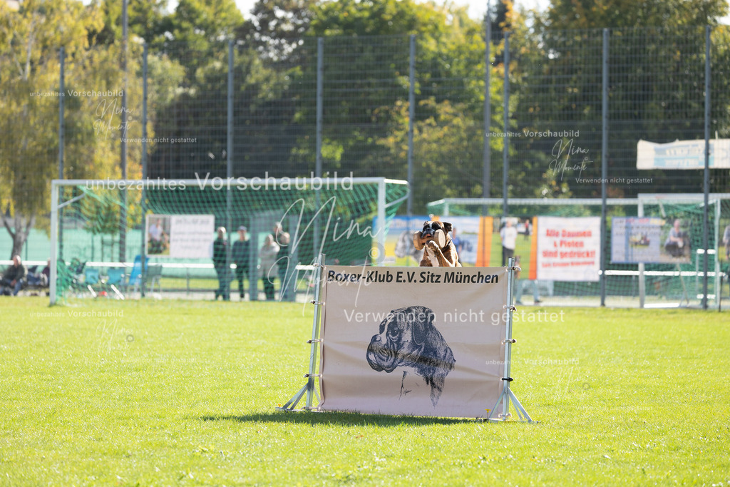 _16A5256 | Einzigartige Fotos von Hunden & Menschen –Actionfotos, Portraits, Vereinsaufnahmen & Paarshootings – authentisch, lebendig & mit Herz.