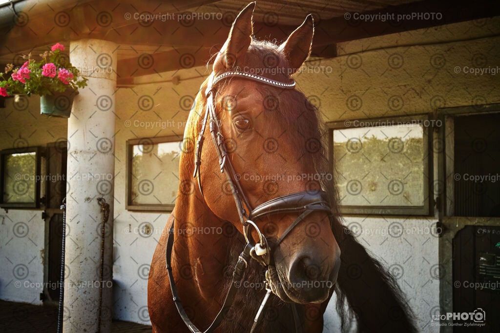 014_202406_Niki-Herodes_NZ9_9671 | proPHOTO - Realisiert mit Pictrs.com