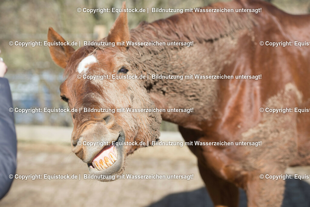 TS_20180305_Dreckiges_Pferd_0005 | Foto: Thomas Hartig