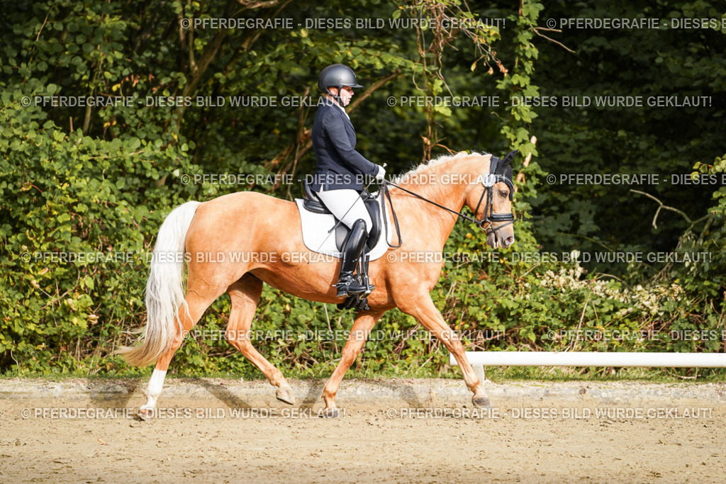 DSC09362 | Pferdegrafie