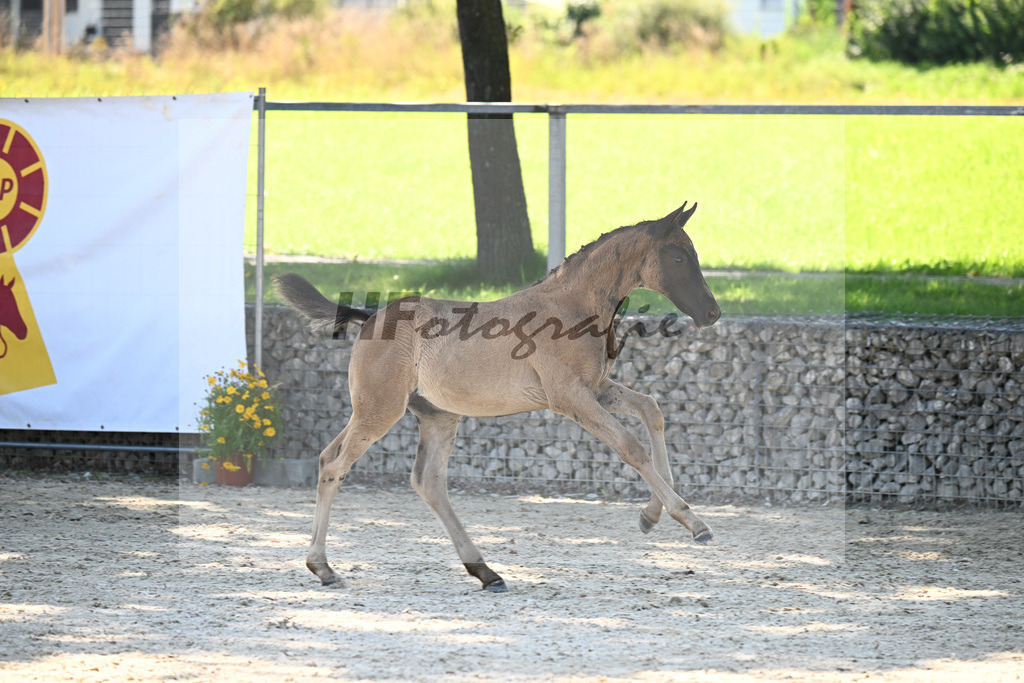 Kat-Nr. 12 Cadeau Noir x Royal Classic_HF_Lechner_26250141 | hf-fotografie - Realisiert mit Pictrs.com