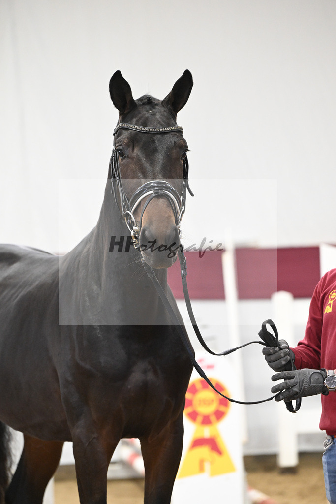 Kat-Nr. 80 Dallas VDL x C-Indoctro_Benjamin Maier_47252783 | hf-fotografie - Realisiert mit Pictrs.com