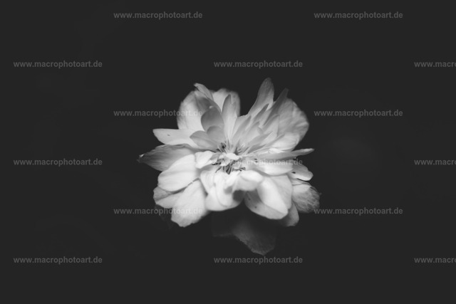 Dahlie | eine kontrastreiche Aufnahme einer Dahlie - Realisiert mit Pictrs.com
