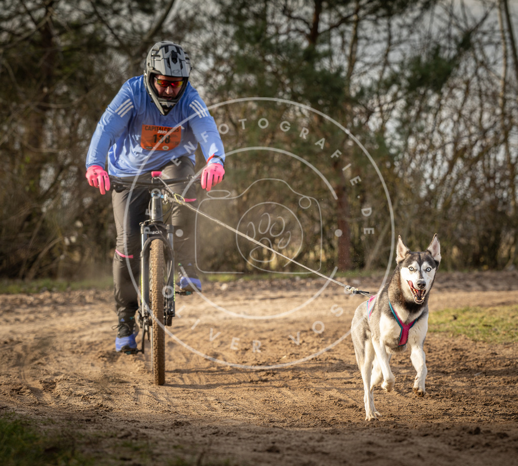 Pfotenfotografie_DV3A8770 | Hundefotografie, Tierfotograf, Pfotenfotografie, Fotoshooting Hund, Hunde Portrait, Hundesport, Hundeportraits, Heideshooting, Hunde, Sportfotograf, Hundefotograf, Turnierhundsport, THS,  - Realisiert mit Pictrs.com