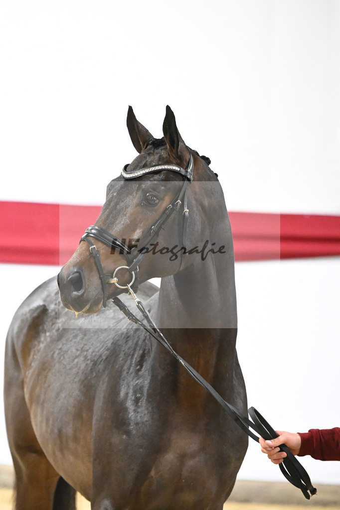 Kat-Nr. 5 v. Viva Gold_Blue Hors_63220127 | hf-fotografie - Realizzato con Pictrs.com