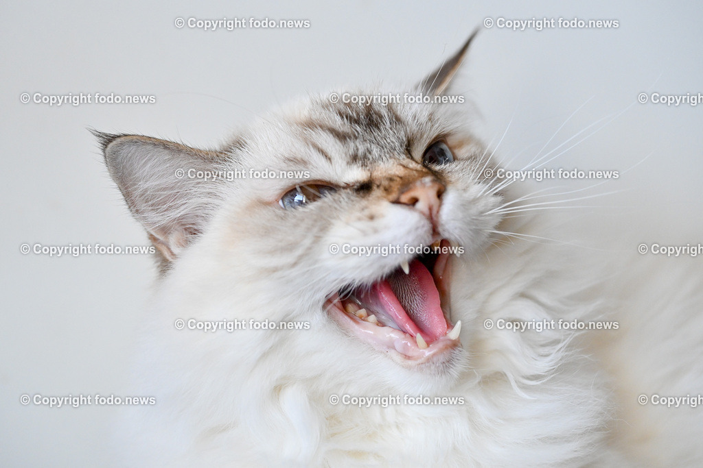 Katze_ Ragdoll_ Emillie_ 13.09.2024-9 | 13.09.2024, Linz, AUT, Haustier, Katzen, im Bild Haustier, Katze, Katzen, Kater, Stubentiger, Rasse, Ragdoll, Zucht, Emillie