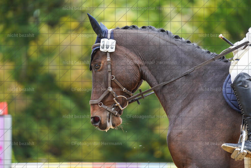 20221009-FAH08685 | Diessen am Ammersee, 2022, Dressur- und Springturnier, Reitsportbilder, Turnierfotografen Bayern, Pferdefotografen, Fotoagentur Herrmann, Turnierbilder