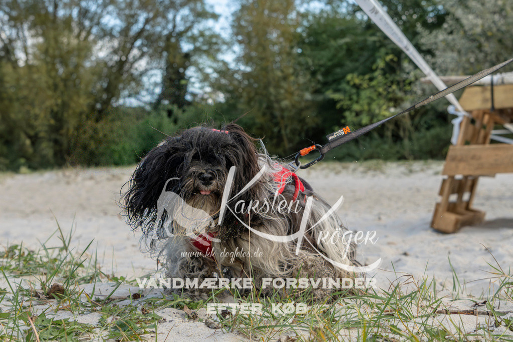 1629_ZZ97702 | kk-dogfotos