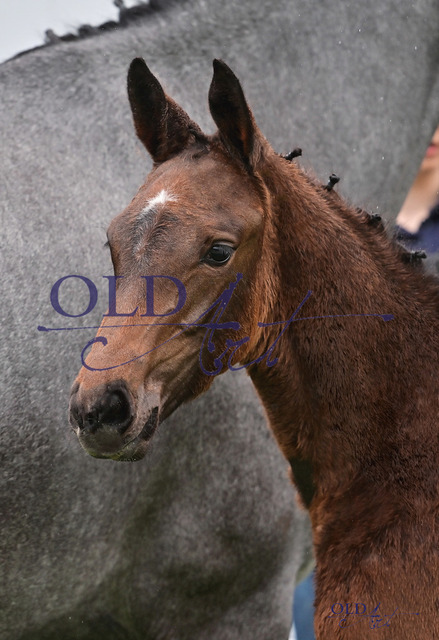 43 Cr_me de la Cr_me DE418180394223 Comme il faut - Diamant de Semilly - C-Indoctro_1 | <meta name="description" content="★Offizieller Merchandise und Foto-/Videostore des Oldenburger Verbandes.★ ✅Jetzt auch digital Ausdrucke erhältlich." />
<meta name="keywords" content="Merchandise Foto-/Videostore Oldenburger Verband Photographie 