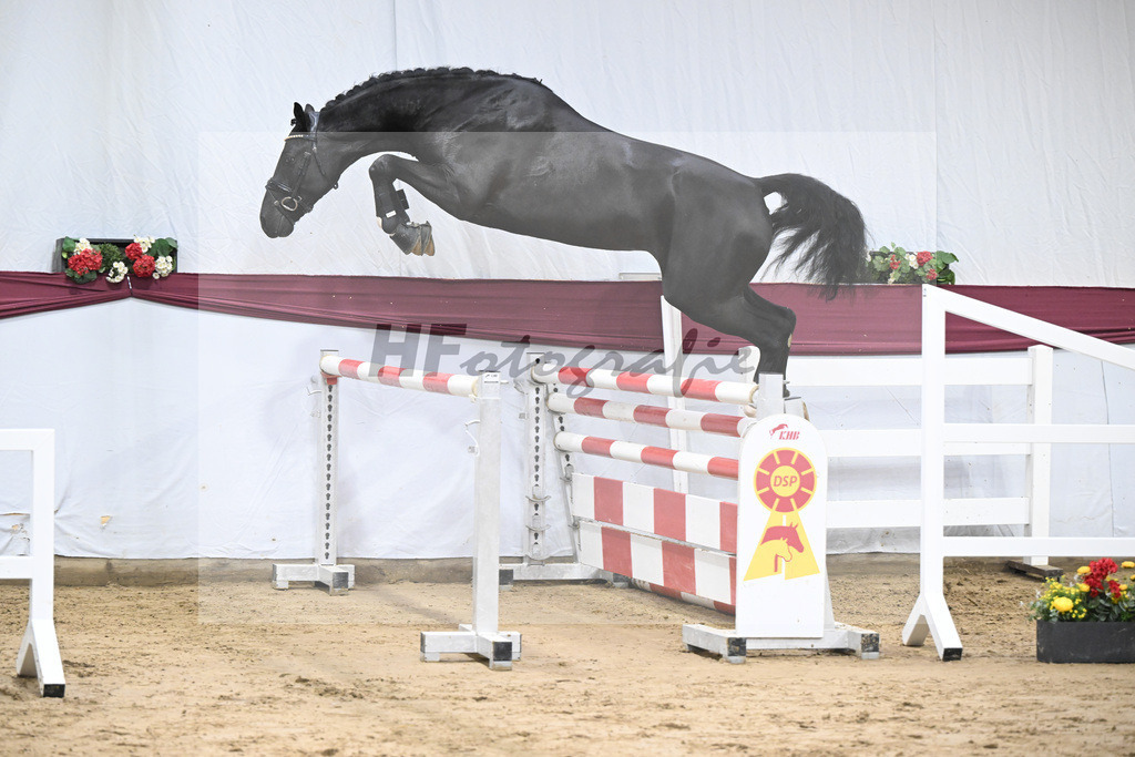 Kat-Nr. 91 Vigaro x Quidams Rubin_Matthias Schlamminger_47253021 | hf-fotografie - Realisiert mit Pictrs.com