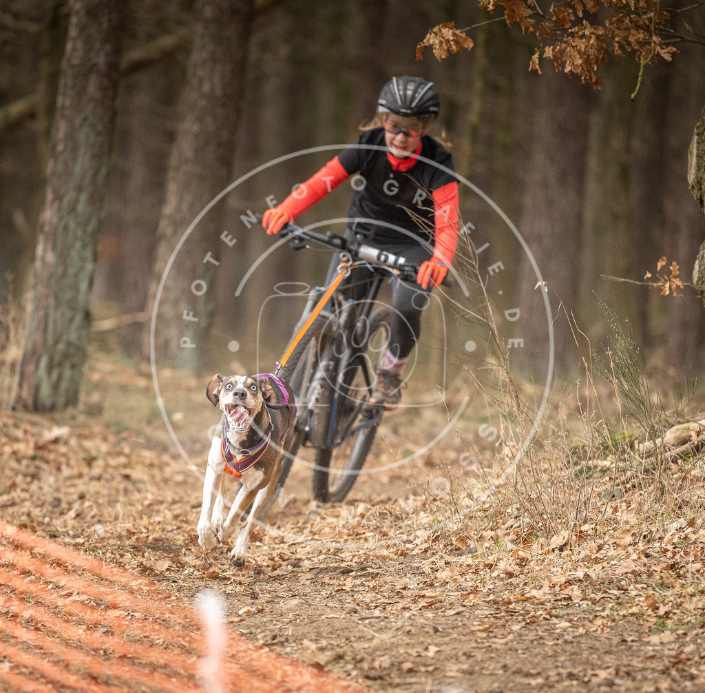 Pfotenfotografie_DV3A3099 | Hundefotografie, Tierfotograf, Pfotenfotografie, Fotoshooting Hund, Hunde Portrait, Hundesport, Hundeportraits, Heideshooting, Hunde, Sportfotograf, Hundefotograf, Turnierhundsport, THS,  - Realisiert mit Pictrs.com