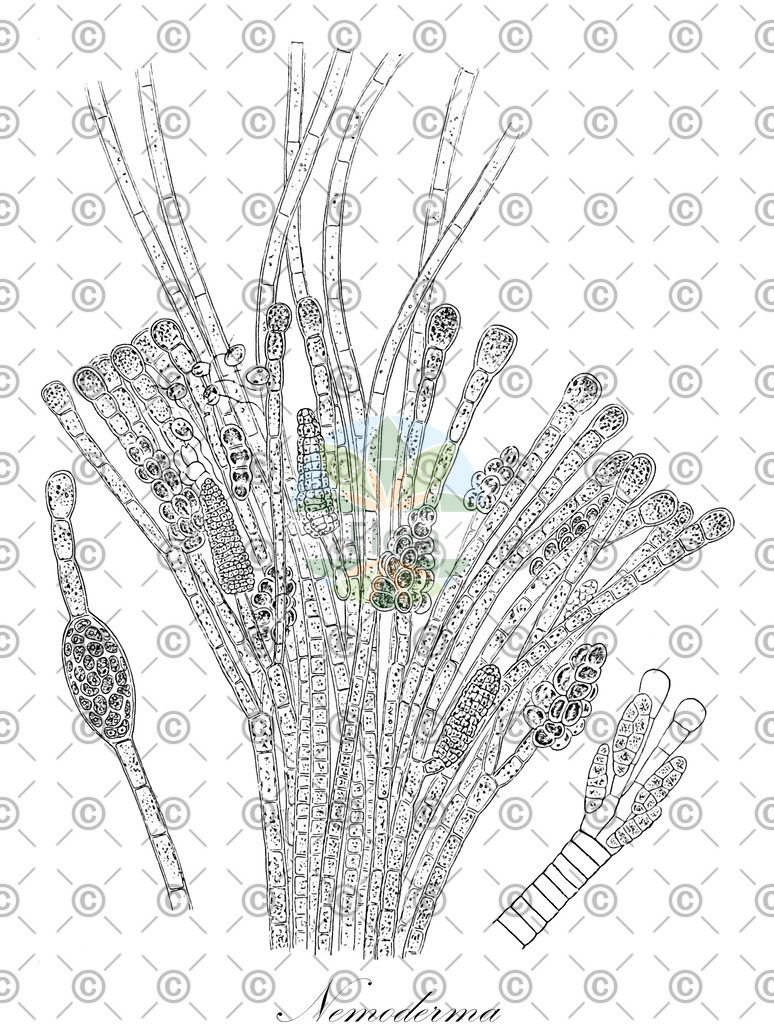 HistAbb_EMP_25216_1_SIMPLE | Historische Abbildung von Nemoderma - Nemodermataceae (0) | Historical Illustration of Nemoderma - Nemodermataceae (0)