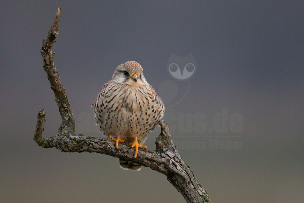 20200111-663A6592 | Der Turmfalke ist der am häufigsten vorkommende Falke Mitteleuropas. Der Öffentlichkeit ist er relativ vertraut, da er sich auch Städte und Stadträume als Lebensraum erobert hat und öfter beim „Rüttelflug“ zu beobachten ist.  - Realisiert mit Pictrs.com