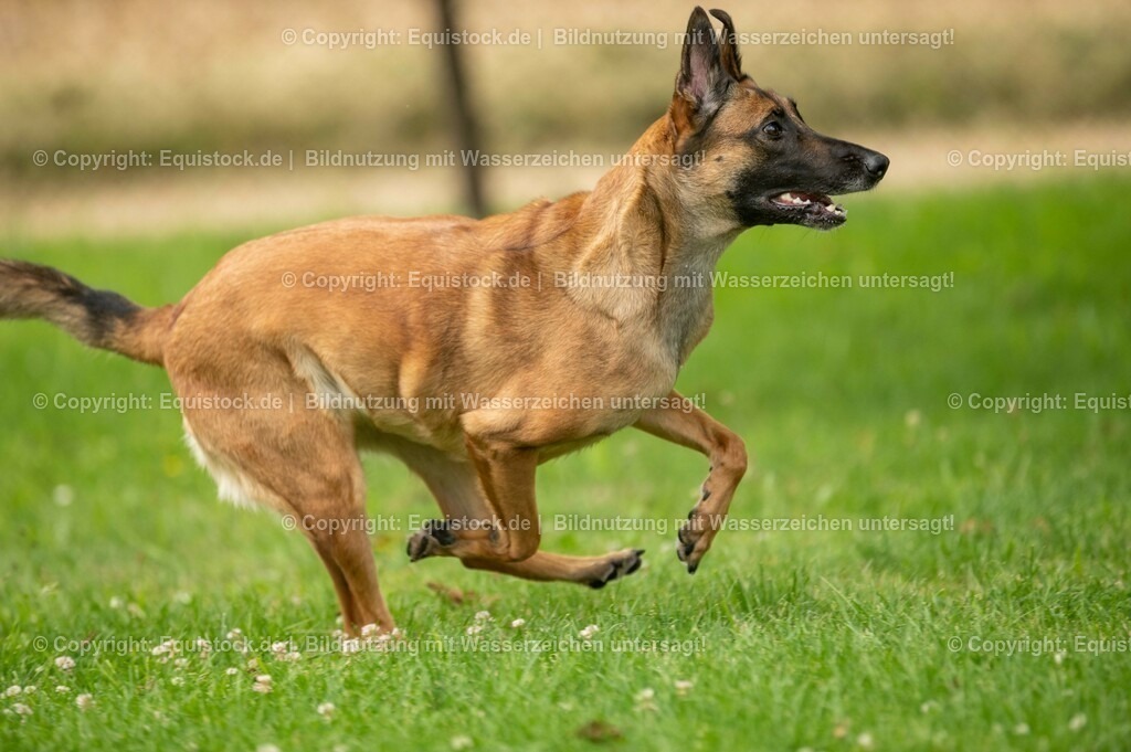20210728_Schutzhund-in-Bewegung_0016 | Foto: Thomas Hartig