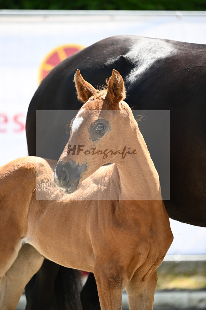 Kat-Nr. 26 SF DSP Feliciano_Ehrle_12230608 | hf-fotografie - Realizzato con Pictrs.com
