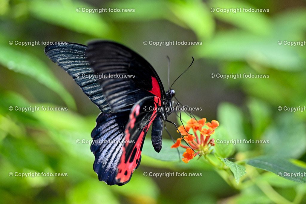 Botanischer Garten Linz_ Schmetterlinge_ Orchideen_ 21.01.2024-67 | 21.01.2024, Botanischer Garten Linz, AUT, Schmetterlinge, im Bild tropische Schmetterlinge, Schmetterling, Falter, Natur, Tiere, Blumen, Pflanzen, Insekten, Butterfly, Tropenhaus