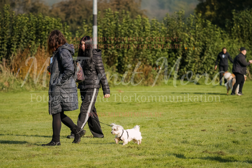 20250928_Hunderennen-6 | MuT (Mensch und Tier) mit Mona - Fotografie und Tierkommunikation - Realisiert mit Pictrs.com