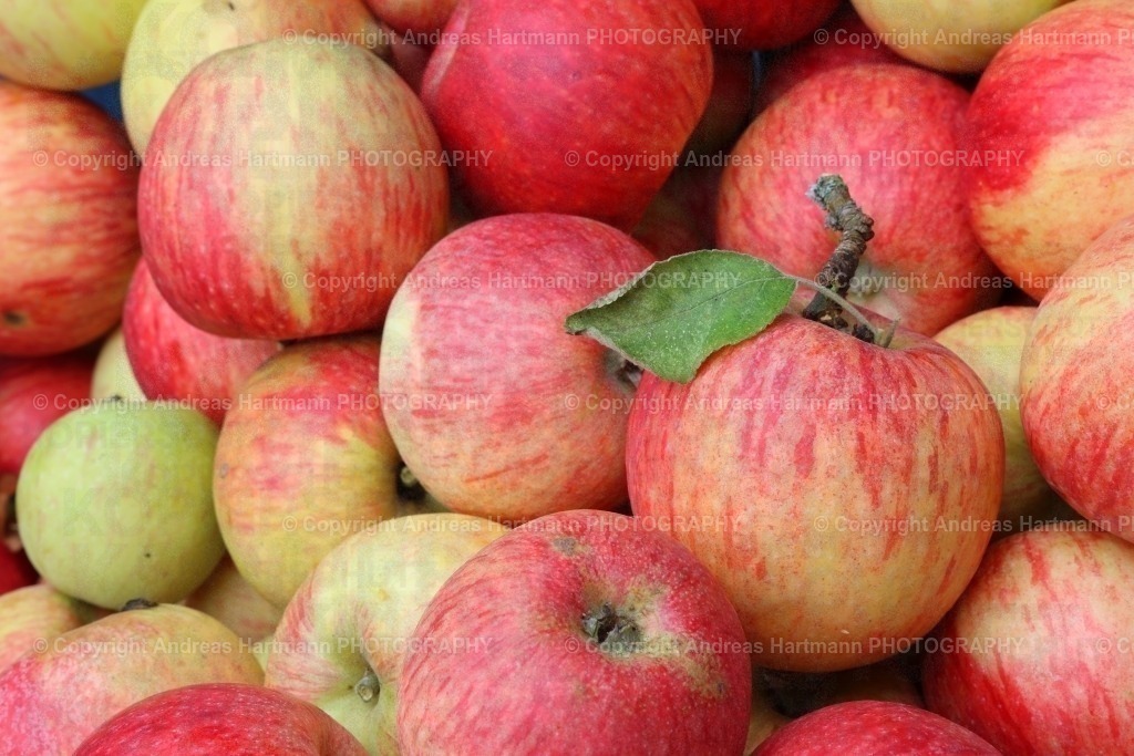 Apfelernte | Apfelernte - Realisiert mit Pictrs.com