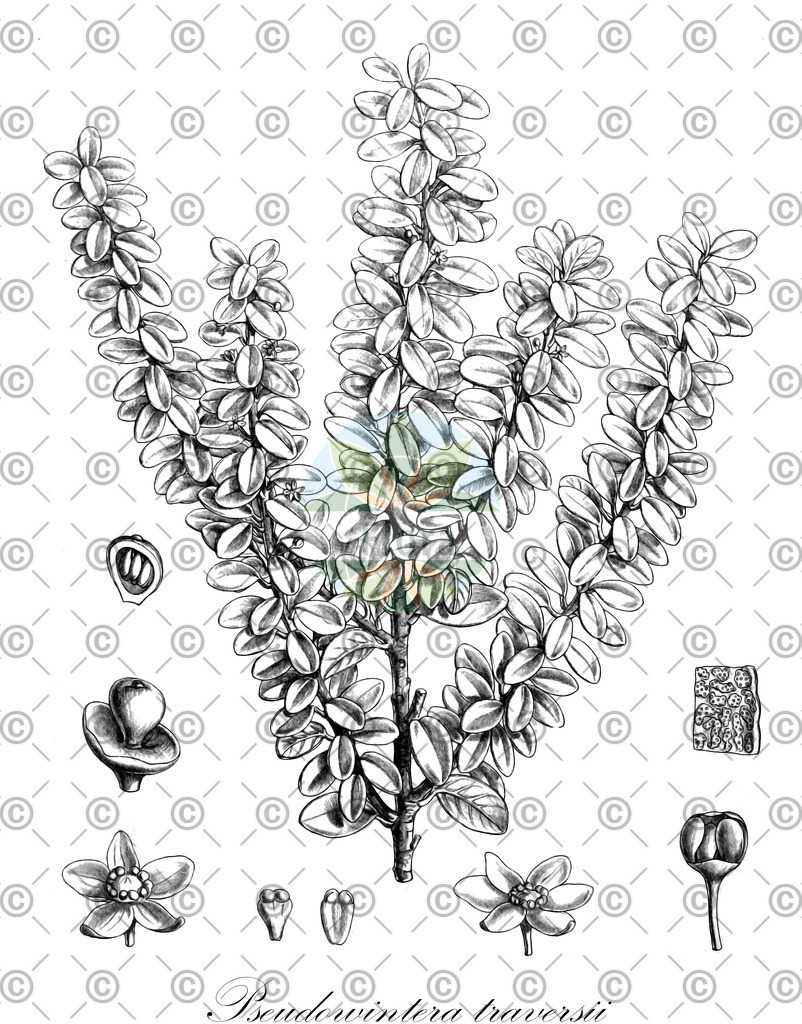 HistAbb_wfo-0000393943_1_ENZY_Simple | Historische Abbildung von Pseudowintera traversii - Winteraceae | Historical Illustration of Pseudowintera traversii - Winteraceae