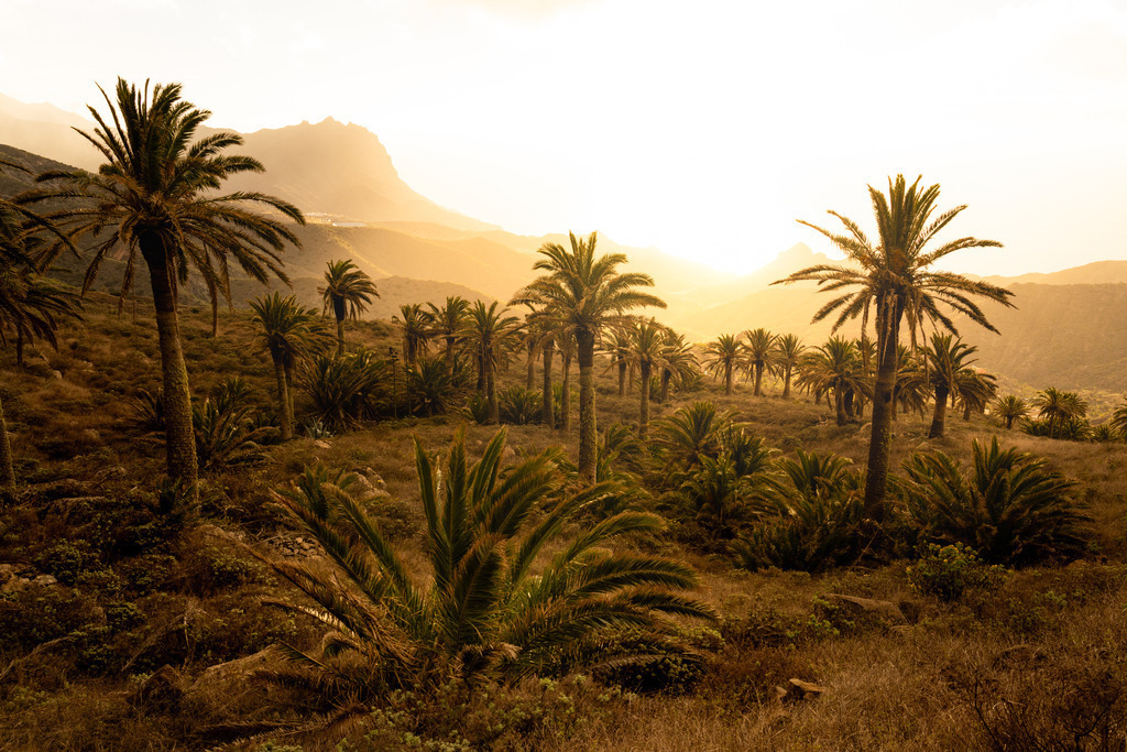 Palmen La Gomera | Wandbilder - Florian Läufer - Realisiert mit Pictrs.com