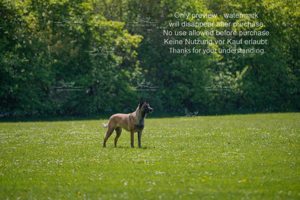 Sa_Gehorsam_02-15 | stephaniefillaphotographie - Realisiert mit Pictrs.com