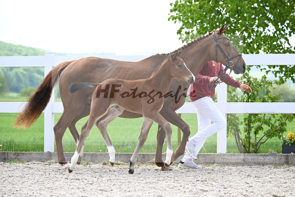 Emerald x Casall_HF_Schuster_8250381 | hf-fotografie - Realisiert mit Pictrs.com