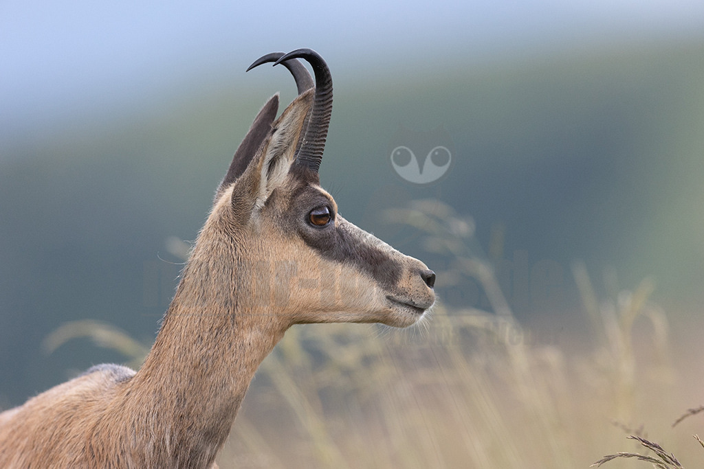 20210724190148 | Die Gemse ( Rupicapra rupicapra ) ist ein Huftier, das dank seiner aussergewöhnlichen Anpassungsfähigkeit den extremen Lebensbedingungen im Gebirge gewachsen ist. Die Gemse vereint auf eindrückliche Art Widerstandskraft, Gewandtheit und Robustheit. Während sie früher in die schwer zugänglichen Gebirgsmassive zurückgedrängt wurde, ist sie heute in Wäldern mittlerer Höhe und gar in tiefen Lagen stark verbreitet. - Realisiert mit Pictrs.com