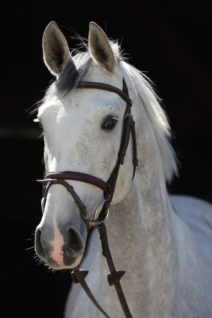 0P6A8894 | Willkommen bei Brunnmayr - Design & Fotografie – Ihrem Spezialisten für Reitturniere und Pferdeveranstaltungen in Oberösterreich, Salzburg und Bayern! Seit über 17 Jahren sind wir leidenschaftlich dabei.