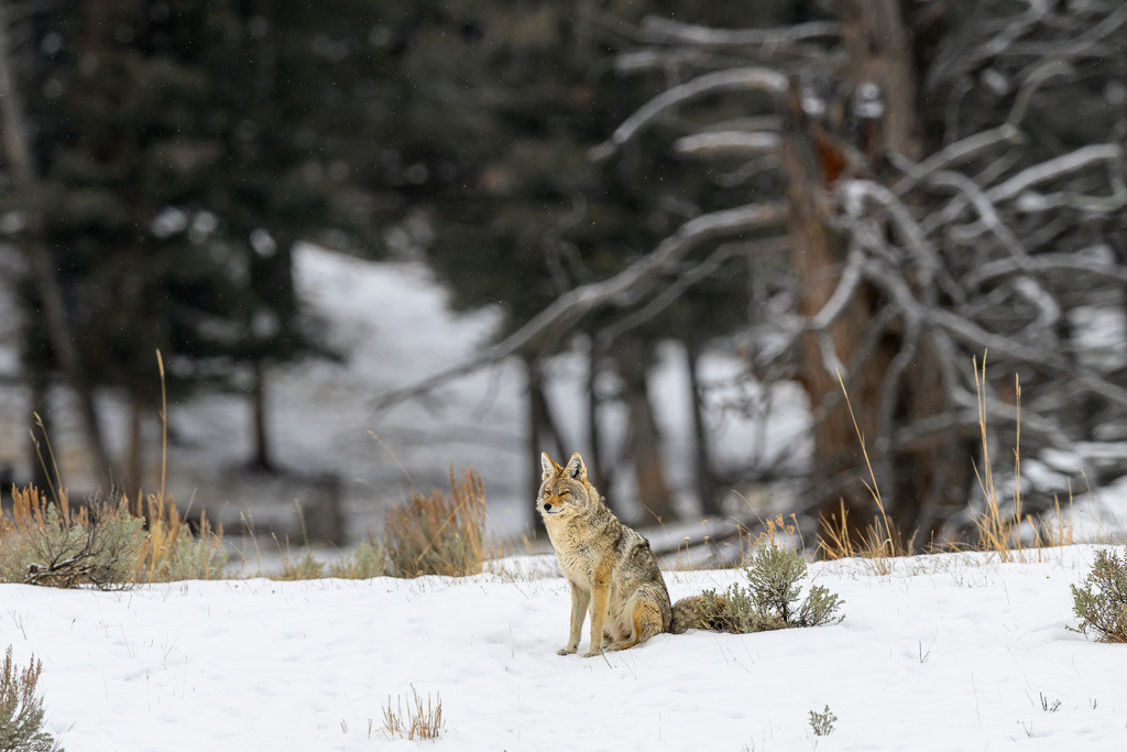 2024-021 | Eingebettet in die winterliche Landschaft, beobachtet ein Kojote (Coyote) aufmerksam seine Umgebung im Yellowstone National Park. - Realisiert mit Pictrs.com