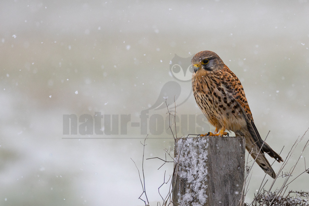 R6NF2664_20260103 | Ein Turmfalke (Falco tinnunculus) sitzt auf einem mit Schnee bedeckten Holzpfahl in einer winterlichen Landschaft. Leichte Schneeflocken fallen und sind im unscharfen Hintergrund sowie auf dem Gefieder des Vogels und dem Pfahl sichtbar. Der Vogel hat ein braun gesprenkeltes Gefieder, einen gelben Schnabel und gelbe Krallen und blickt aufmerksam nach rechts. - Realisiert mit Pictrs.com