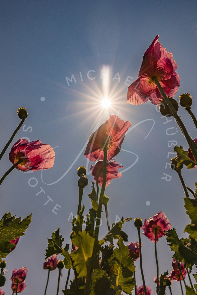 2023-05-29 Pink Poppies Erlenbach Oelmuehle - 111 | Schwotte Media - Realisiert mit Pictrs.com