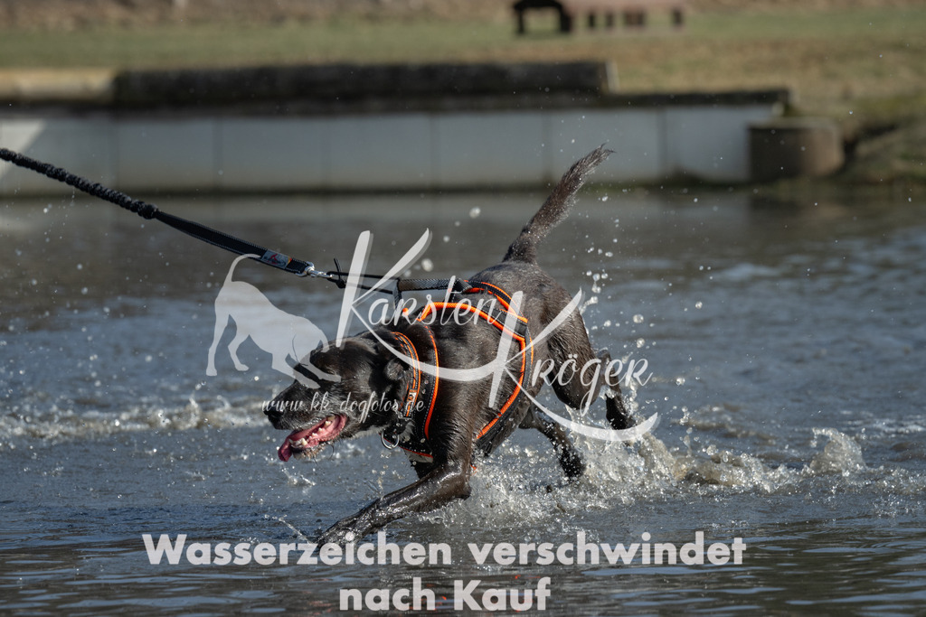 1405_ZZ99781 | kk-dogfotos