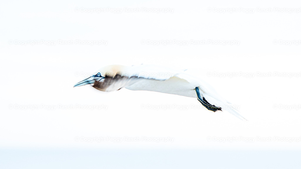 Basstölpel | auf Helgoland - Realisiert mit Pictrs.com