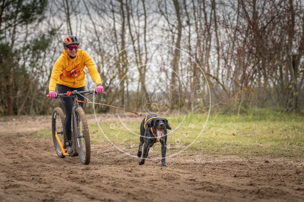 Pfotenfotografie_DV3A0111 | Hundefotografie, Tierfotograf, Pfotenfotografie, Fotoshooting Hund, Hunde Portrait, Hundesport, Hundeportraits, Heideshooting, Hunde, Sportfotograf, Hundefotograf, Turnierhundsport, THS,  - Realisiert mit Pictrs.com